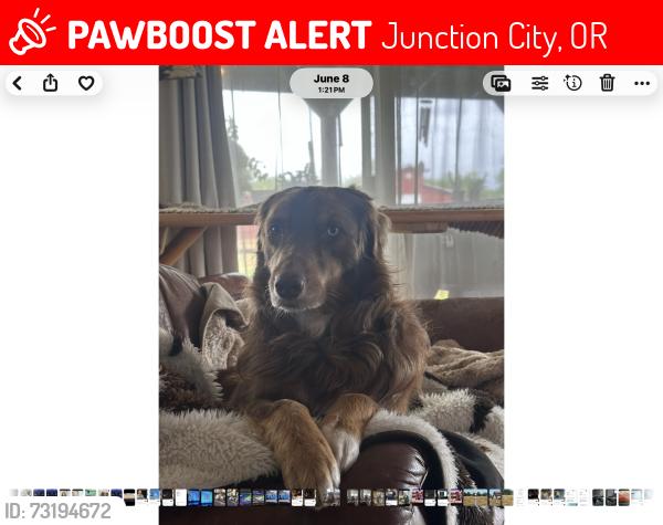 Lost Male Dog last seen 1/4 mile north of Meadowview Road on Prairie Road, Junction City, OR 97448