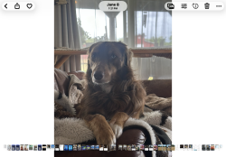 Lost Male Dog last seen 1/4 mile north of Meadowview Road on Prairie Road, Junction City, OR 97448