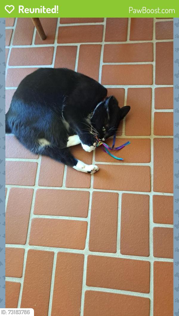 Reunited Male Cat last seen Quail Lane, North Cornwall Township, PA 17042