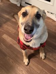 Reunited Female Dog last seen Hwy 92, Woodstock, GA 30189