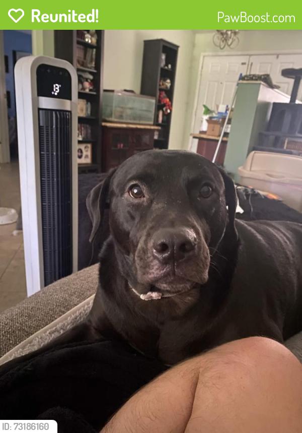 Reunited Female Dog last seen Tangerine Blvd and Mango Blvd, West Palm Beach, FL 33412
