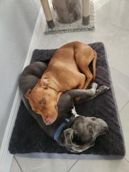Reunited Male Dog last seen Everglades Blvd and 4th Ave NE, Rural Estates, FL 34120