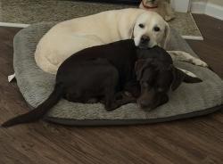 Reunited Male Dog last seen Neighborhood by Fuquay Elementary, Fuquay-Varina, NC 27526