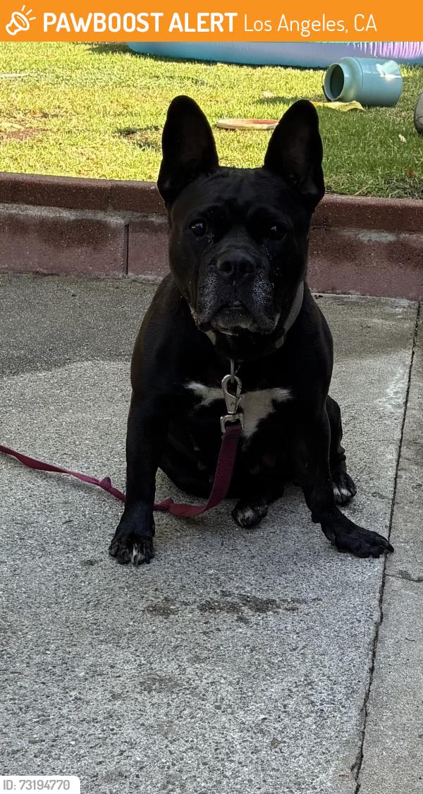 Found/Stray Female Dog last seen Garvanza park, Los Angeles, CA 90042