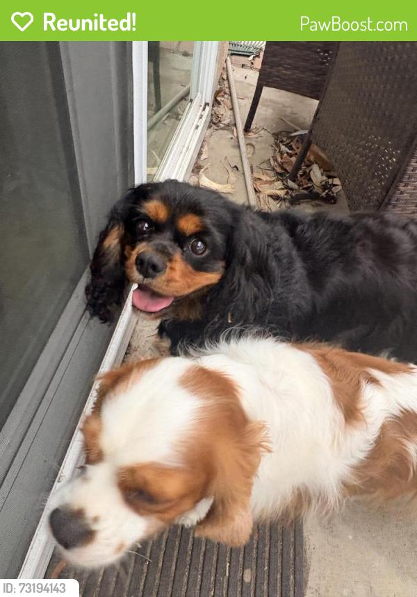 Reunited Unknown Dog last seen Blackwood, Chula Vista, CA 91910