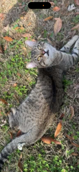 Lost Male Cat last seen 1372Solo Rd, Covington, TN 38019