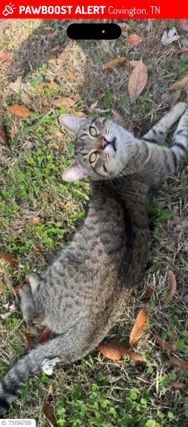 Lost Male Cat last seen 1372Solo Rd, Covington, TN 38019