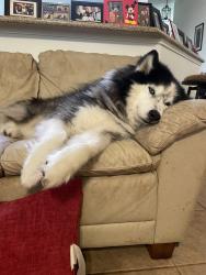 Reunited Male Dog last seen Near Franz Rd, Katy, TX 77493, USA, Katy, TX 77493