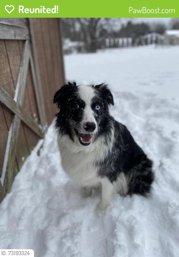 Reunited Male Dog last seen Frank and Huckleberry, North Canton, OH 44720