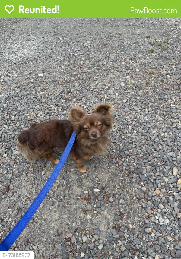 Reunited Male Dog last seen 99th and highway 99, Vancouver, WA 98665