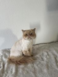 Lost Male Cat last seen Descartes Street, New Caney, TX 77357