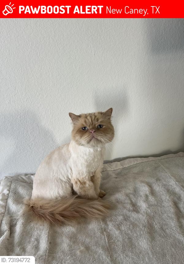 Lost Male Cat last seen Descartes Street, New Caney, TX 77357