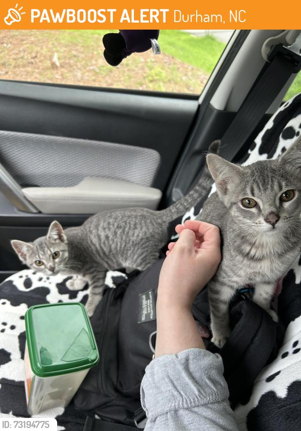 Found/Stray Unknown Cat last seen Near North Vale ln, Durham, NC 27703