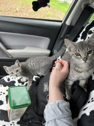 Found/Stray Unknown Cat last seen Near North Vale ln, Durham, NC 27703