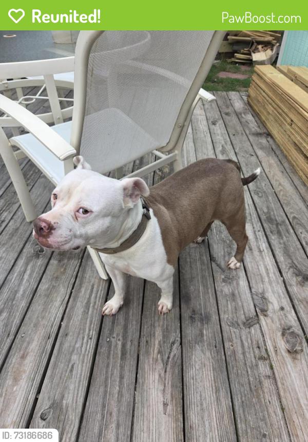 Reunited Female Dog last seen Off staples at a park, Corpus Christi, TX 78401
