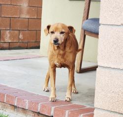 Lost Male Dog last seen francisquito and ramona, Baldwin Park, CA 91746