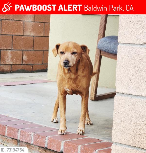 Lost Male Dog last seen francisquito and ramona, Baldwin Park, CA 91746