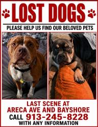 Reunited Male Dog last seen Areca Ave and Bayshore dr, Naples, FL 34112