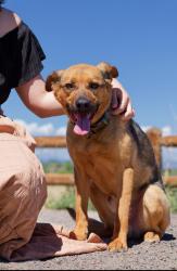 Reunited Male Dog last seen Tufts & Smokey Hill at Crowne Point, Aurora, CO 80015