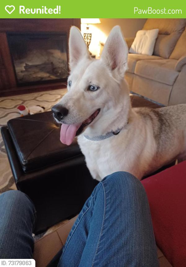 Reunited Female Dog last seen Brookridge Drive, Winston-Salem, NC 27103