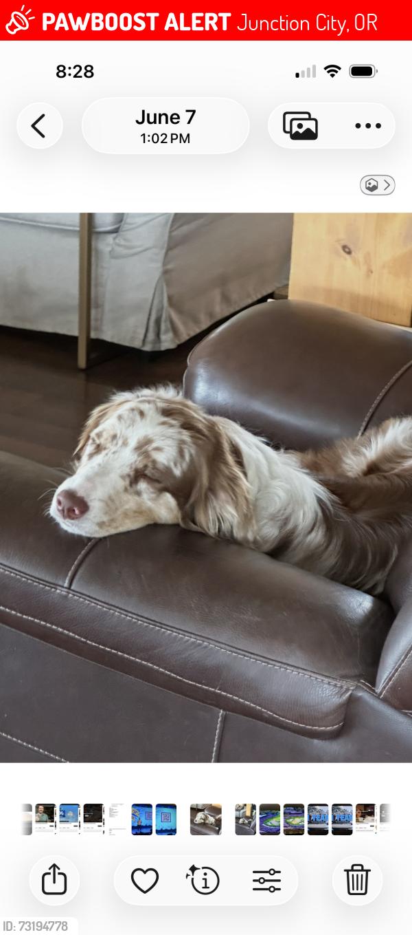 Lost Male Dog last seen 1/4 north of Meadowview Lane on Prairie Road, Junction City, OR 97448