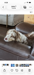 Lost Male Dog last seen 1/4 north of Meadowview Lane on Prairie Road, Junction City, OR 97448