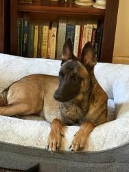 Lost Female Dog last seen Bates St, St. Louis, MO 63116