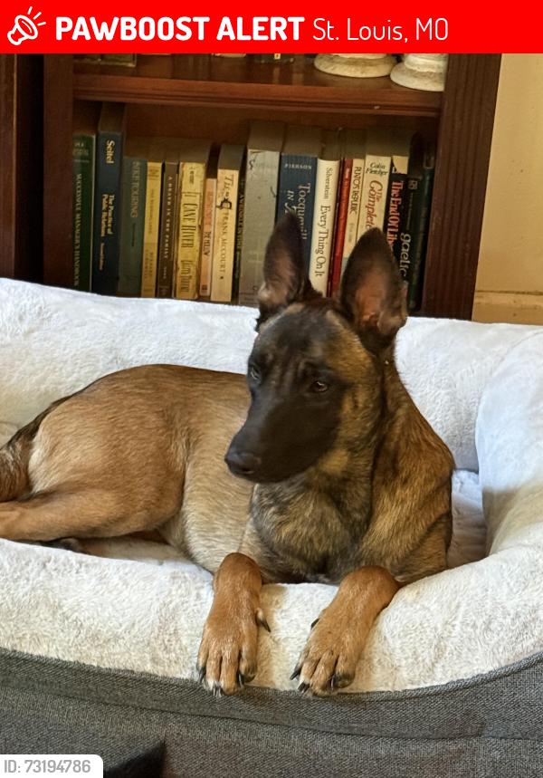 Lost Female Dog last seen Bates St, St. Louis, MO 63116