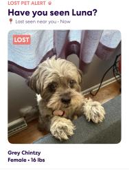 Lost Female Dog last seen Near sandy dr, Wilmington, DE 19808