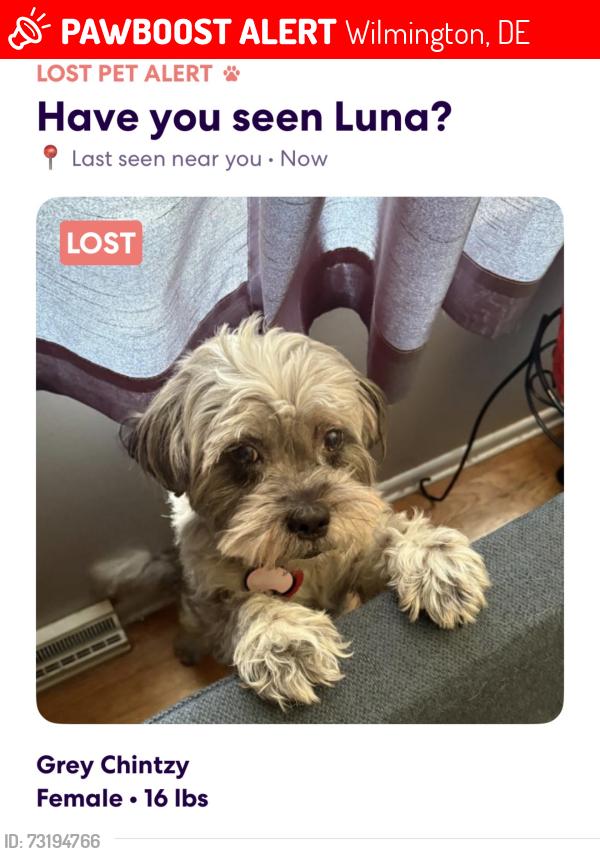 Lost Female Dog last seen Near sandy dr, Wilmington, DE 19808