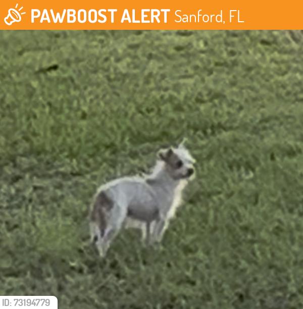 Found/Stray Unknown Dog last seen Near the Walmart Rinehart area in the industrial business park, Sanford, FL 32771