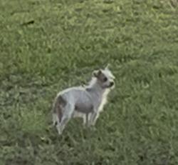 Found/Stray Unknown Dog last seen Near the Walmart Rinehart area in the industrial business park, Sanford, FL 32771