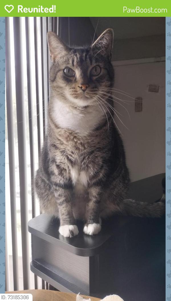 Reunited Female Cat last seen Down the block from the plaza with the Publix, Orlando, FL 32812