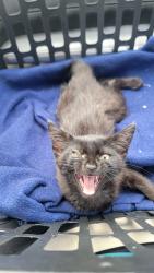 Found/Stray Female Cat last seen Greystone, Greeneville, TN 37743