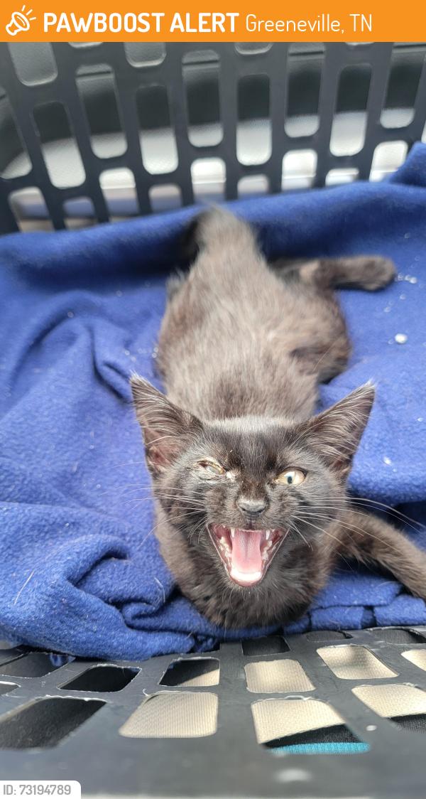 Found/Stray Female Cat last seen Greystone, Greeneville, TN 37743