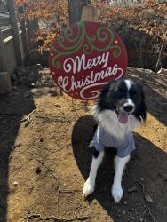 Reunited Male Dog last seen Near latta st, Raleigh, nc, Raleigh, NC 27607