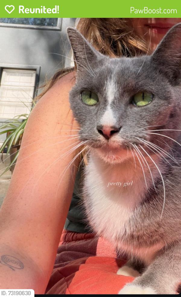 Reunited Female Cat last seen Primrose Ave, Fort Worth, TX 76111, USA, Fort Worth, TX 76111