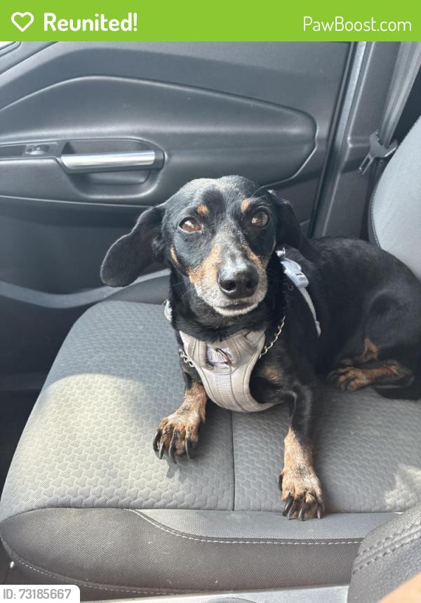 Reunited Male Dog last seen Phyllis and Charlotte, San Antonio, TX 78225