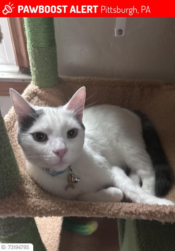 Lost Male Cat last seen Mt Caramel Rd, Pittsburgh, PA 15235