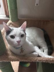 Lost Male Cat last seen Mt Caramel Rd, Pittsburgh, PA 15235