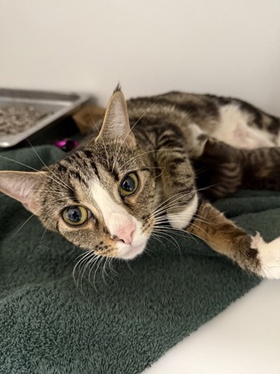 Shelter Stray Female Cat last seen Alexandria, VA, 223036, Richmond Hwy &HollyHillRd, Fairfax County, VA, 4500 West Ox Rd, Fairfax, VA 22030, USA