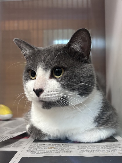 Shelter Stray Male Cat last seen Near Walden brooks dr, lithonia GA 30038, 30038, GA, 3280 Chamblee Dunwoody Rd, Chamblee, GA 30341, USA