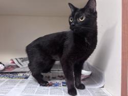 Shelter Stray Female Cat last seen Near Lawrenceville Hwy Decatur, 30033, 30033, GA, 3280 Chamblee Dunwoody Rd, Chamblee, GA 30341, USA