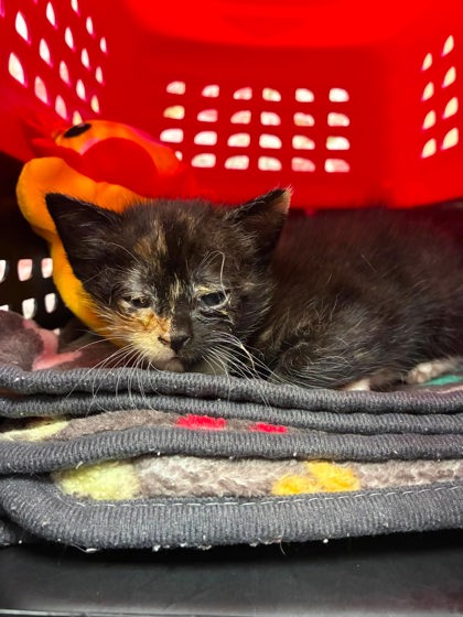 Shelter Stray Female Cat last seen Near Heather ct, County/Unicorporated, NC, 1491 Business Park Ct, Gastonia, NC 28052, USA