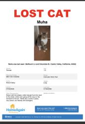 Lost Female Cat last seen Bellhurst lane, Columbia, Castro Valley, CA 94552