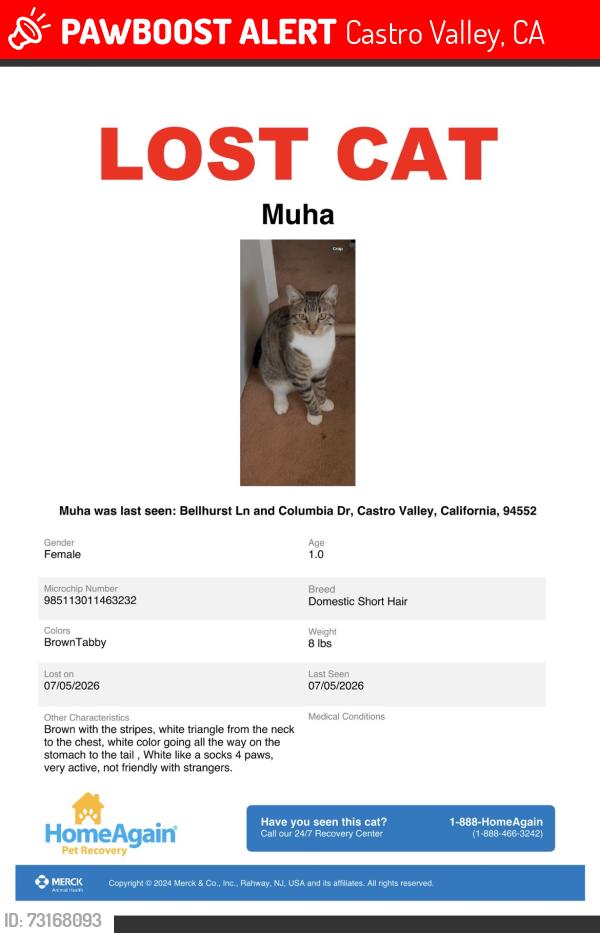 Lost Female Cat last seen Bellhurst lane, Columbia, Castro Valley, CA 94552