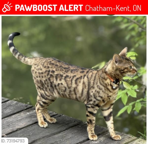 Lost Female Cat last seen Given rd/ Big Point rd, Chatham-Kent, ON 