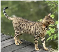Lost Female Cat last seen Given rd/ Big Point rd, Chatham-Kent, ON 