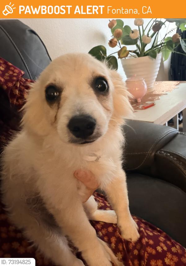 Found/Stray Male Dog last seen Arrow blvd Fontana ca, Fontana, CA 92335