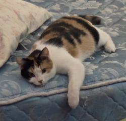Reunited Female Cat last seen Oberon rd and Allison St arvada co, Arvada, CO 80004